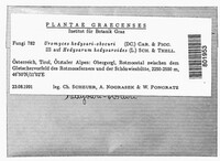 Uromyces hedysari-obscuri image
